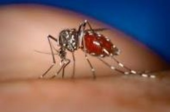 Dengue Fever In Pakistan 2012