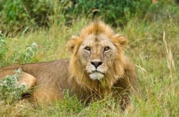 Safari Pak Lioness Gives Birth