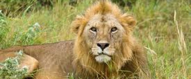 Safari Pak Lioness Gives Birth