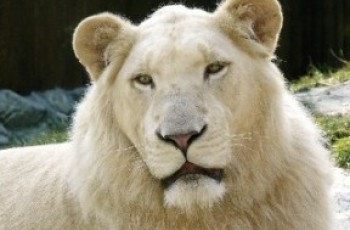 white lions in karachi zoo