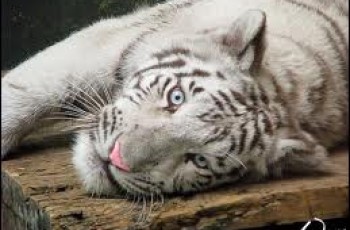 baby tiger died in safari park lahore