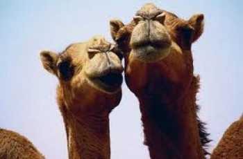 camel club in saurdi arabia