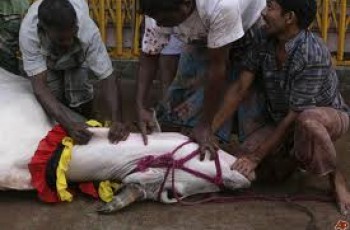 avoid sacrificing cow in India