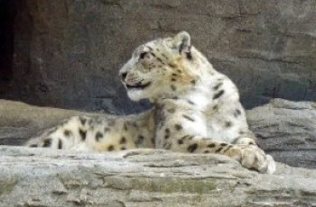 leopard killed in abbottabad