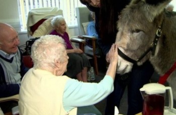 old women touch donkey