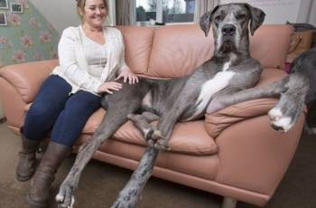 huge dog
