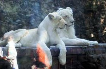 karachi zoo lions