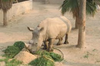 rhino in lahore zoo
