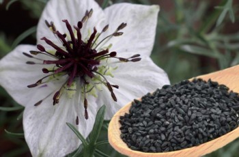 black-seed-nigella-sativa