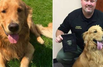 officer-dog