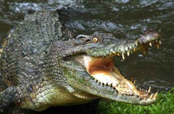 crocodile in river