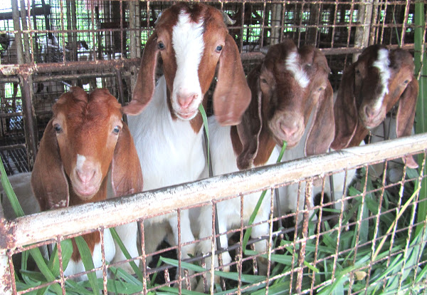 goats shelter