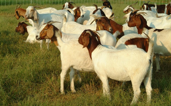 goats in farm