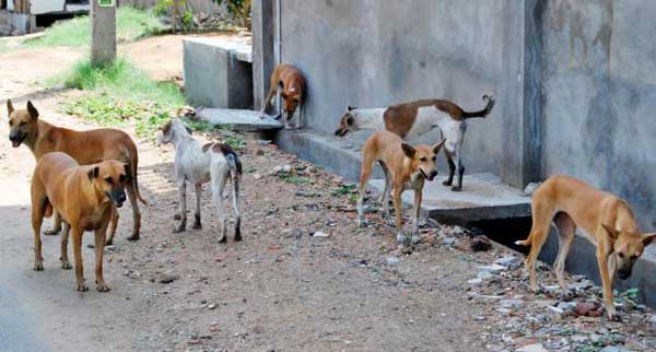 karachi street dogs